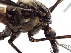 Mosquito / Photo